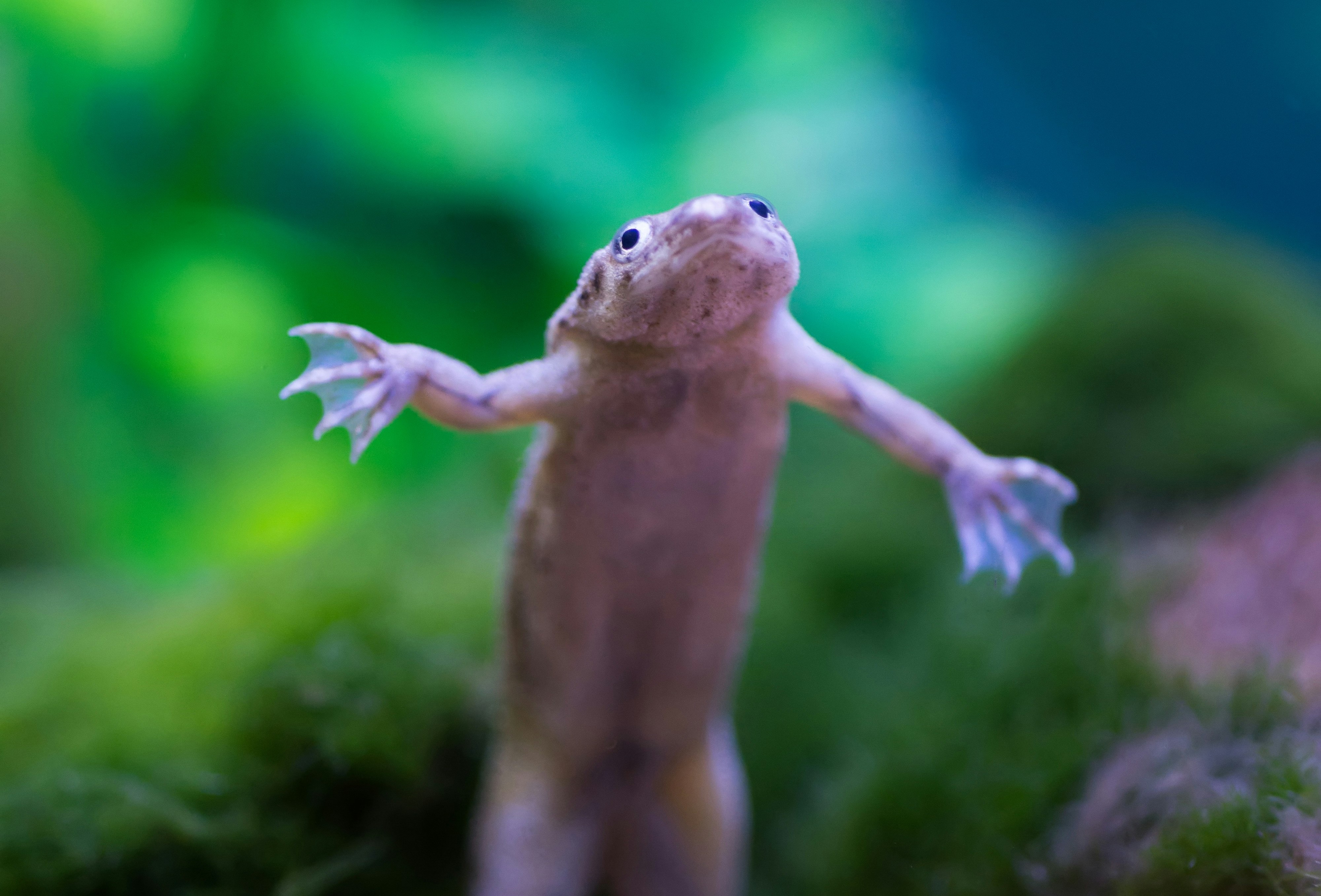 An African dwarf frog standing upright on its hind legs underwater against the glass of an aquarium
